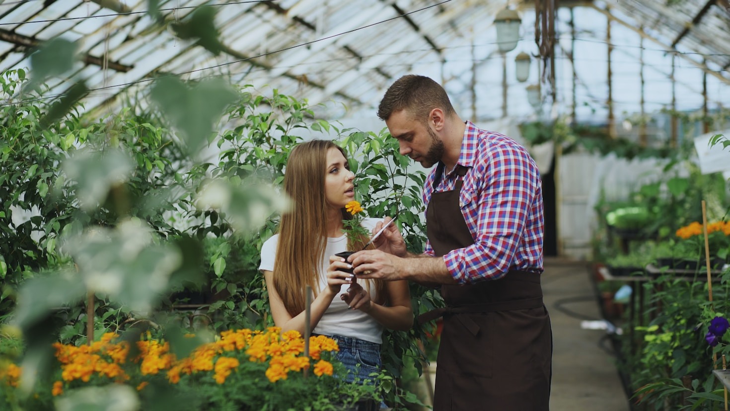Cinco plantas perfeitas para ambientes internos