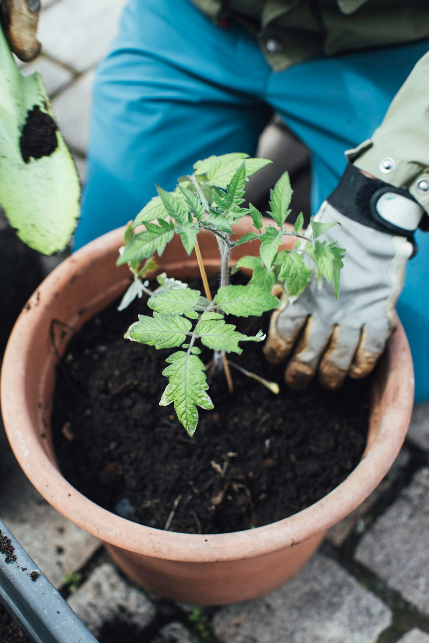 Como identificar sinais de sede nas plantas