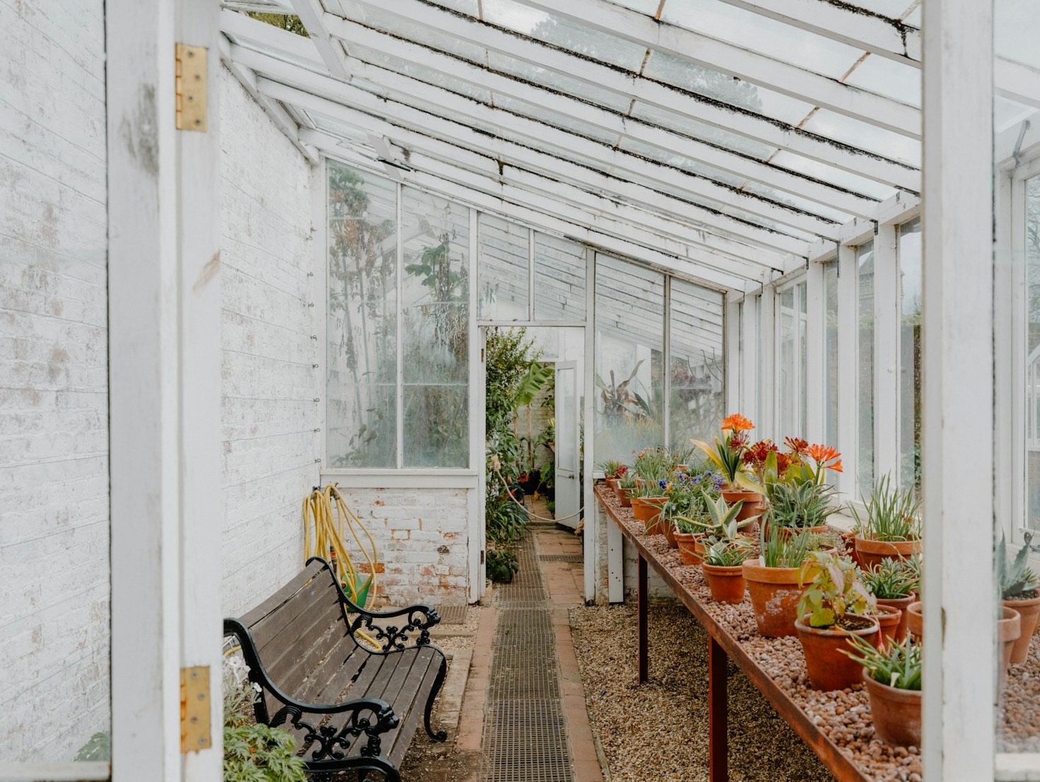 Como recuperar plantas que parecem sem vida